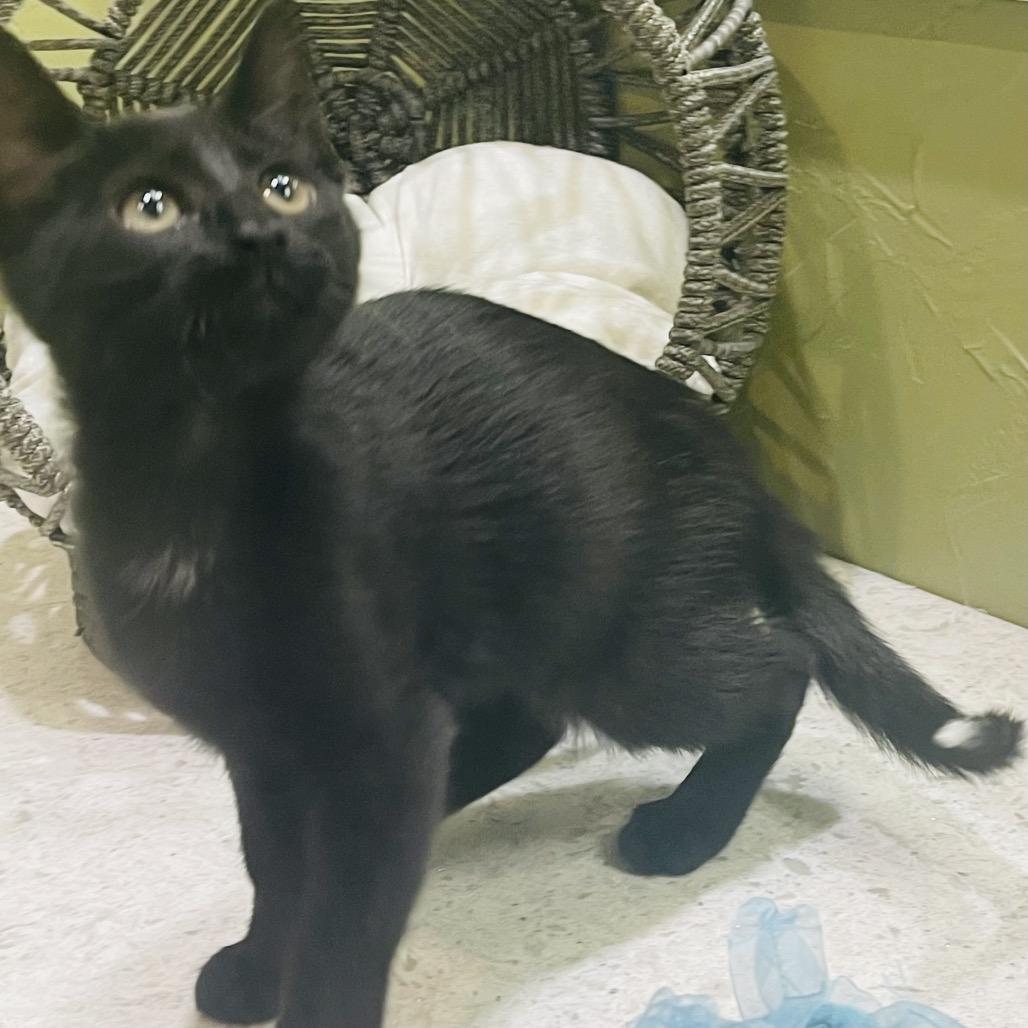Viper, Adoptable, Young Male Domestic Short Hair.