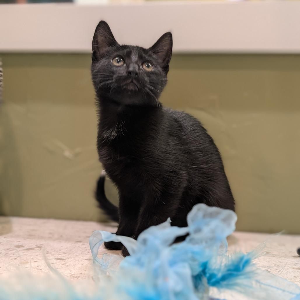 Enlarge Viper, a Adoptable Domestic Short Hair in Flower Mound, TX image 2/6