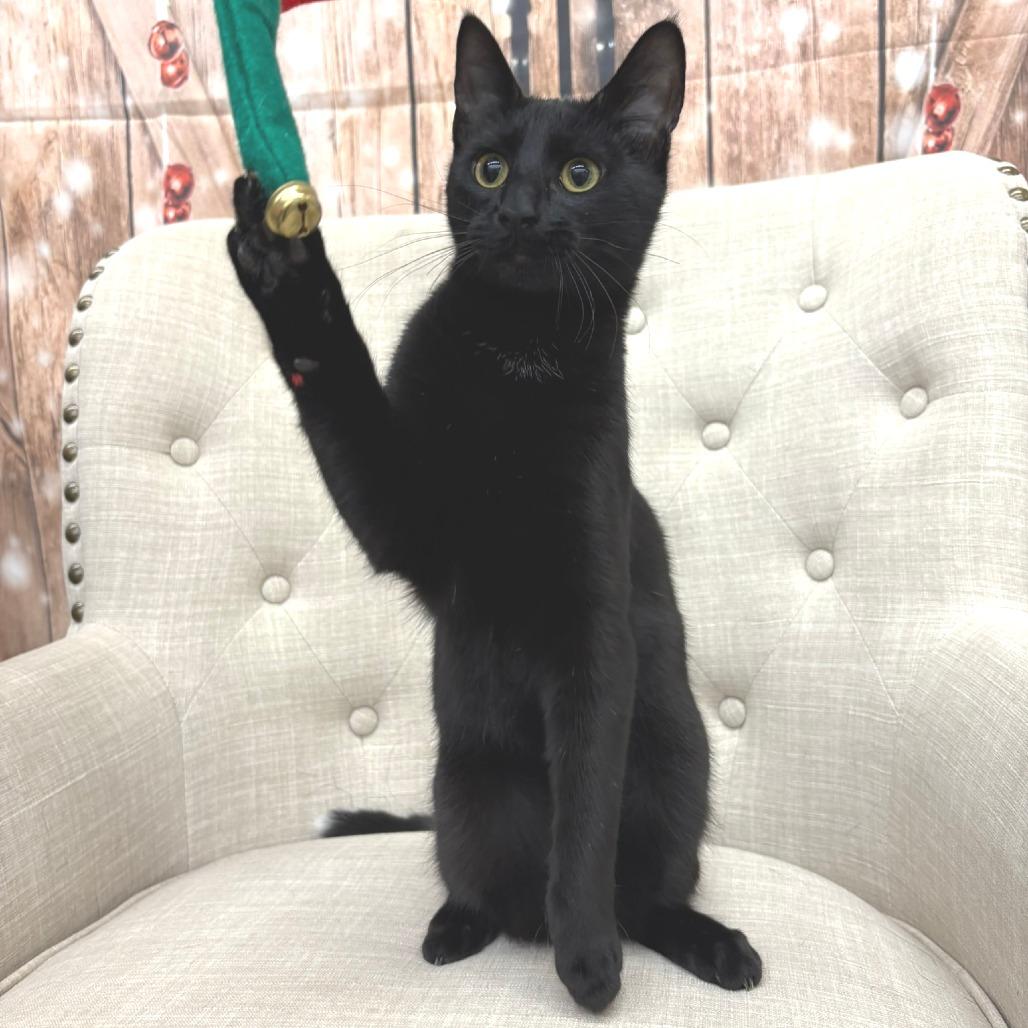 Enlarge Viper, a Adoptable Domestic Short Hair in Flower Mound, TX image 2/6