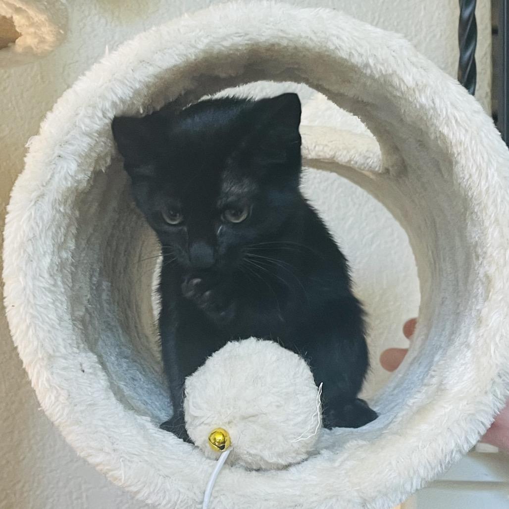 Enlarge Viper, a Adoptable Domestic Short Hair in Flower Mound, TX image 3/6