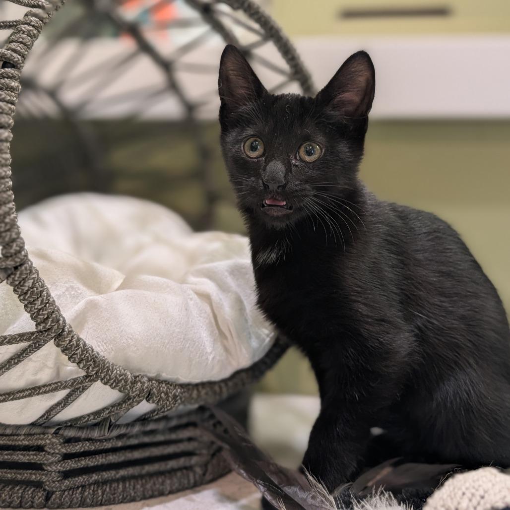 Enlarge Viper, a Adoptable Domestic Short Hair in Flower Mound, TX image 4/6