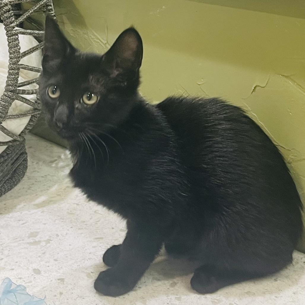 Enlarge Viper, a Adoptable Domestic Short Hair in Flower Mound, TX image 5/6