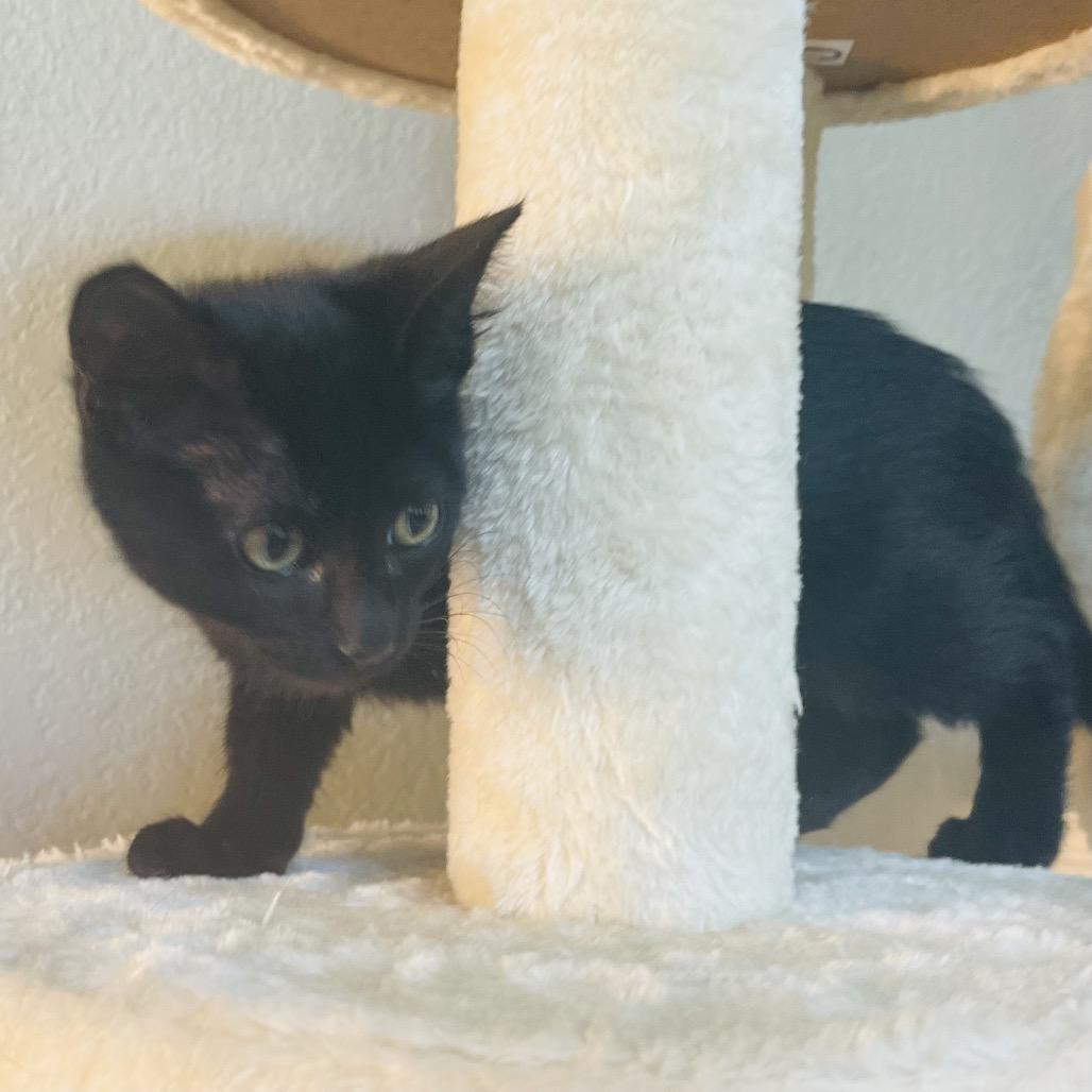 Enlarge Viper, a Adoptable Domestic Short Hair in Flower Mound, TX image 6/6