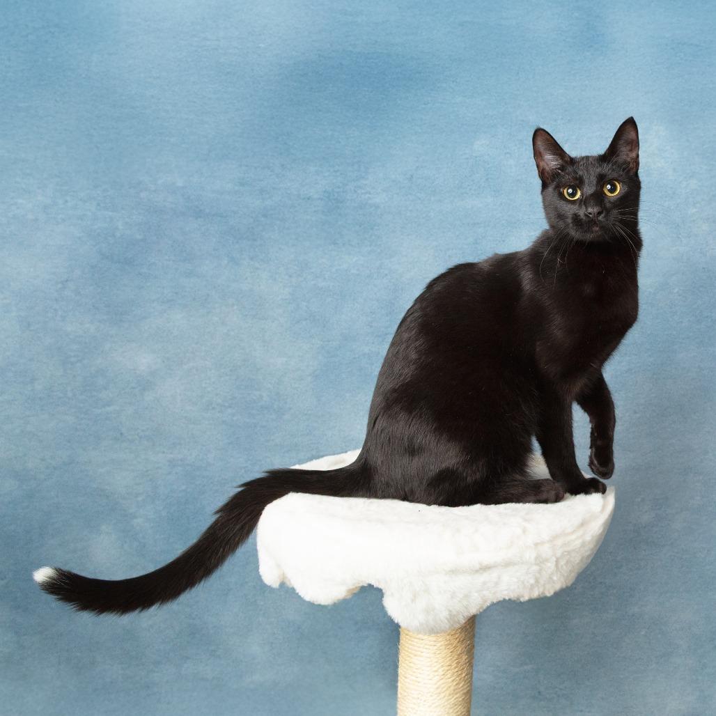 Enlarge Viper, a Adoptable Domestic Short Hair in Flower Mound, TX image 6/6