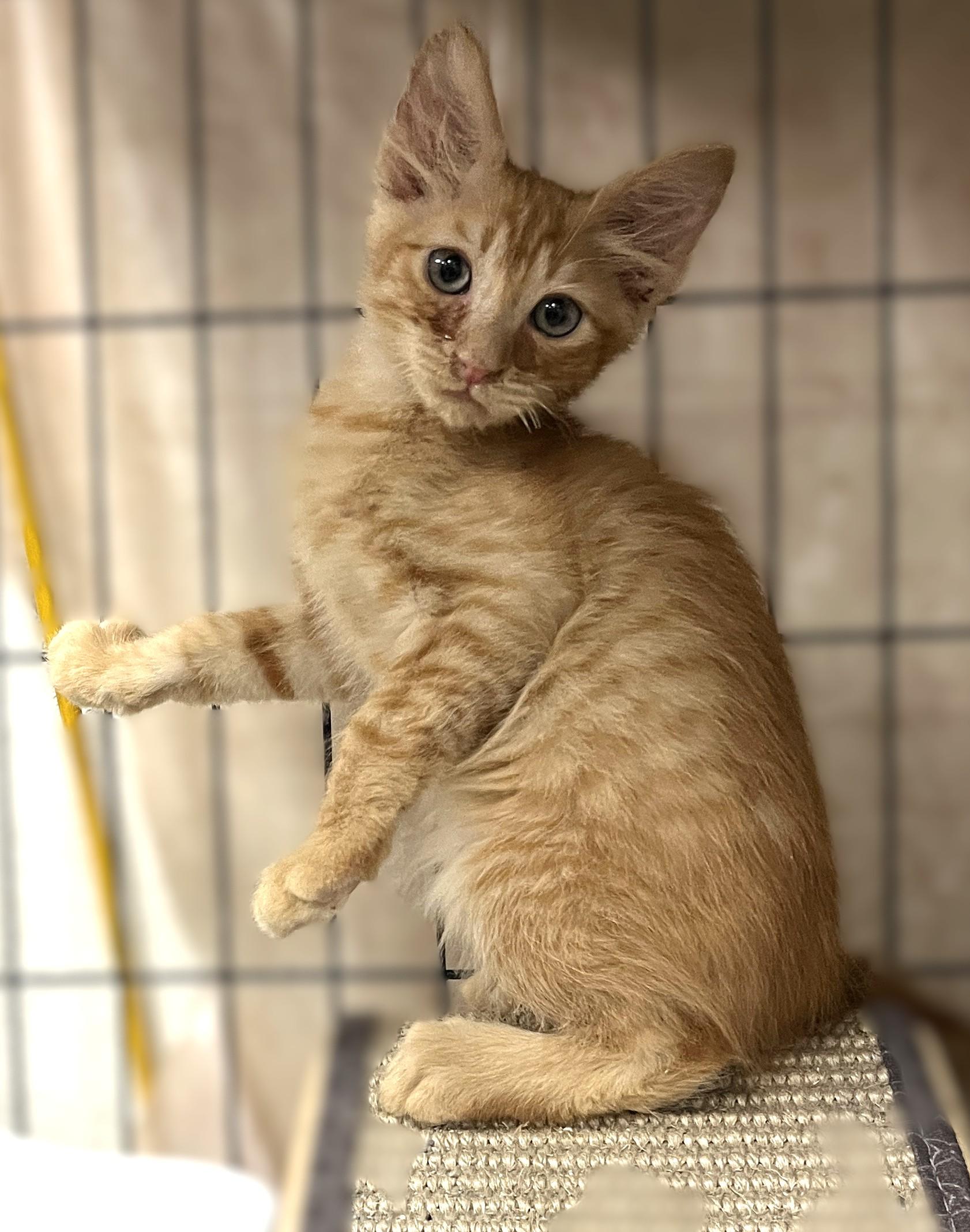 Enlarge Mike and Ike, a Adopted Domestic Short Hair in Shingletown, CA image 2/6