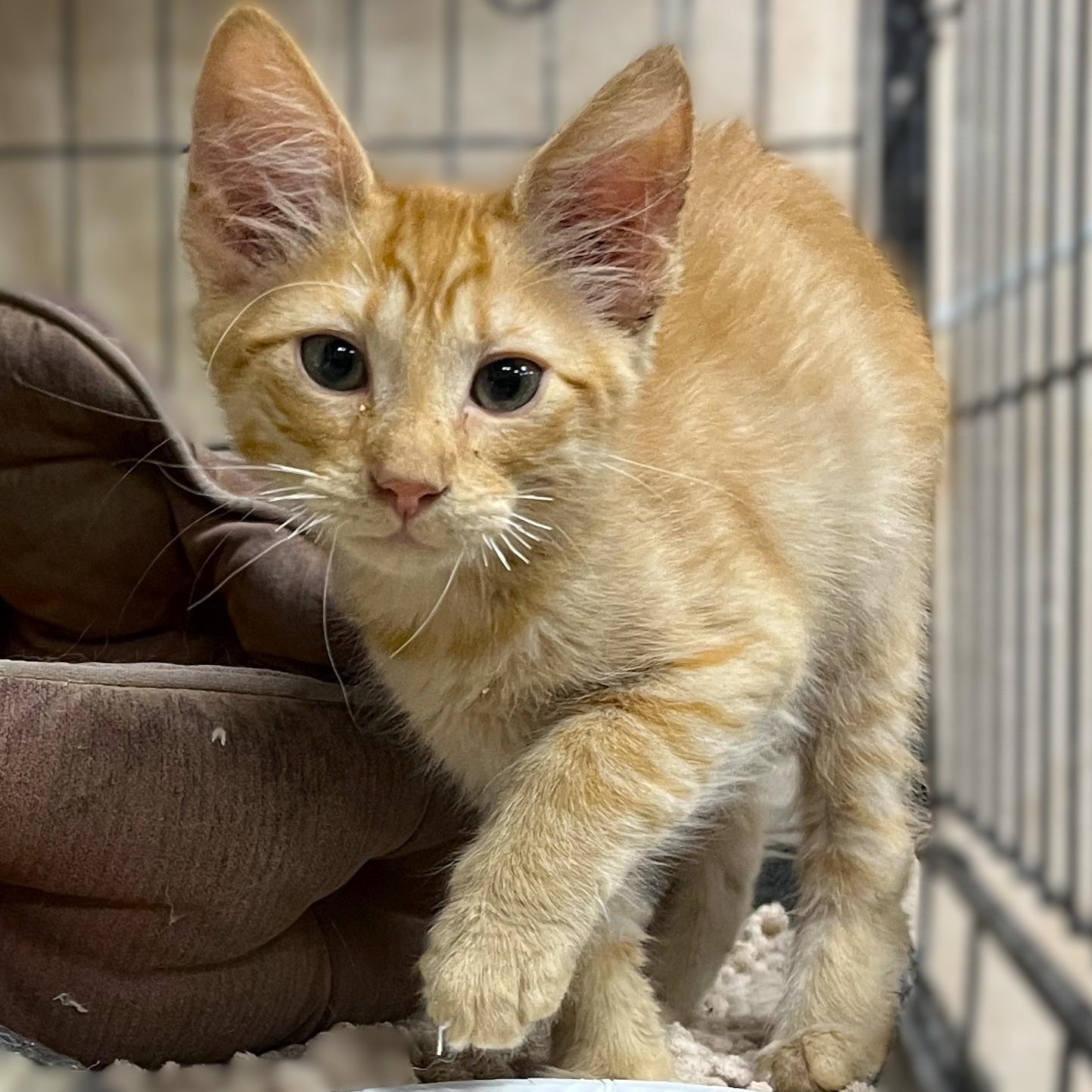Mike and Ike, Adopted, Kitten Male Domestic Short Hair.