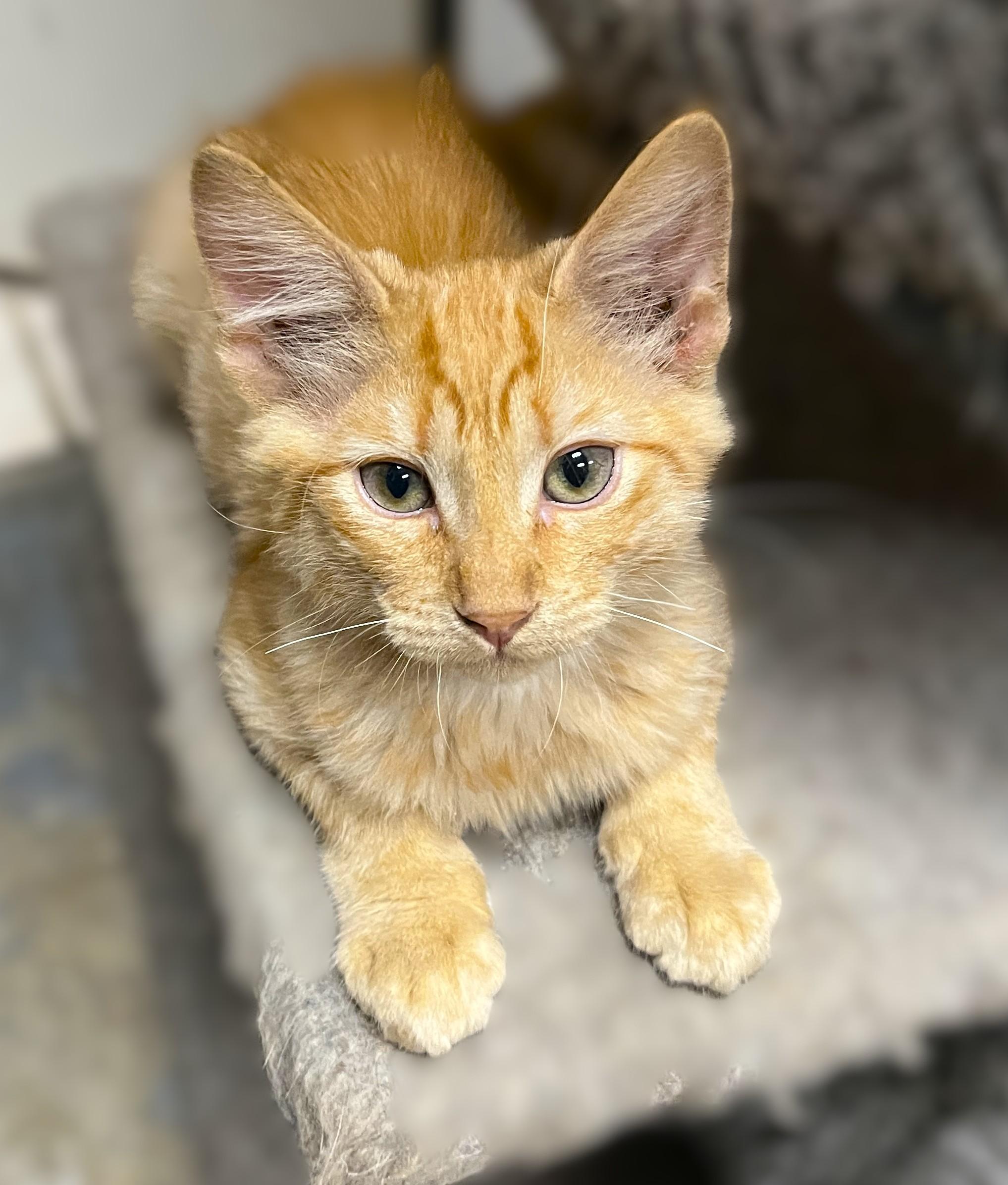 Enlarge Mike and Ike, a Adopted Domestic Short Hair in Shingletown, CA image 3/6