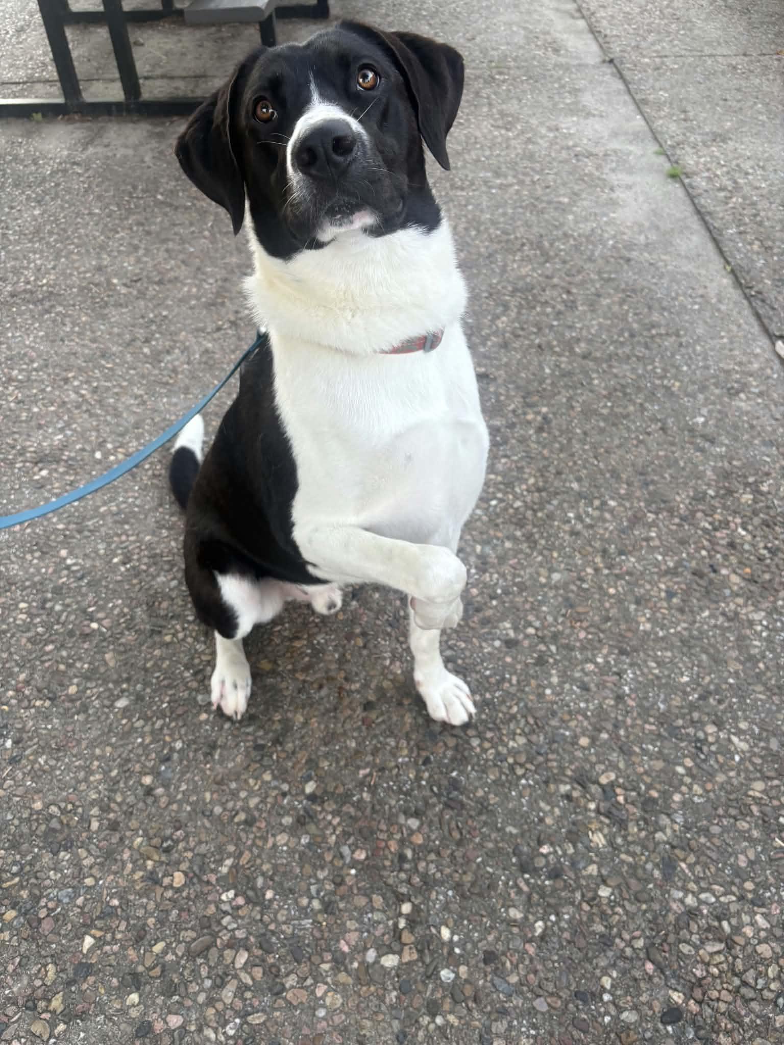 Baxter, Adoptable, Young Male Black Labrador Retriever.