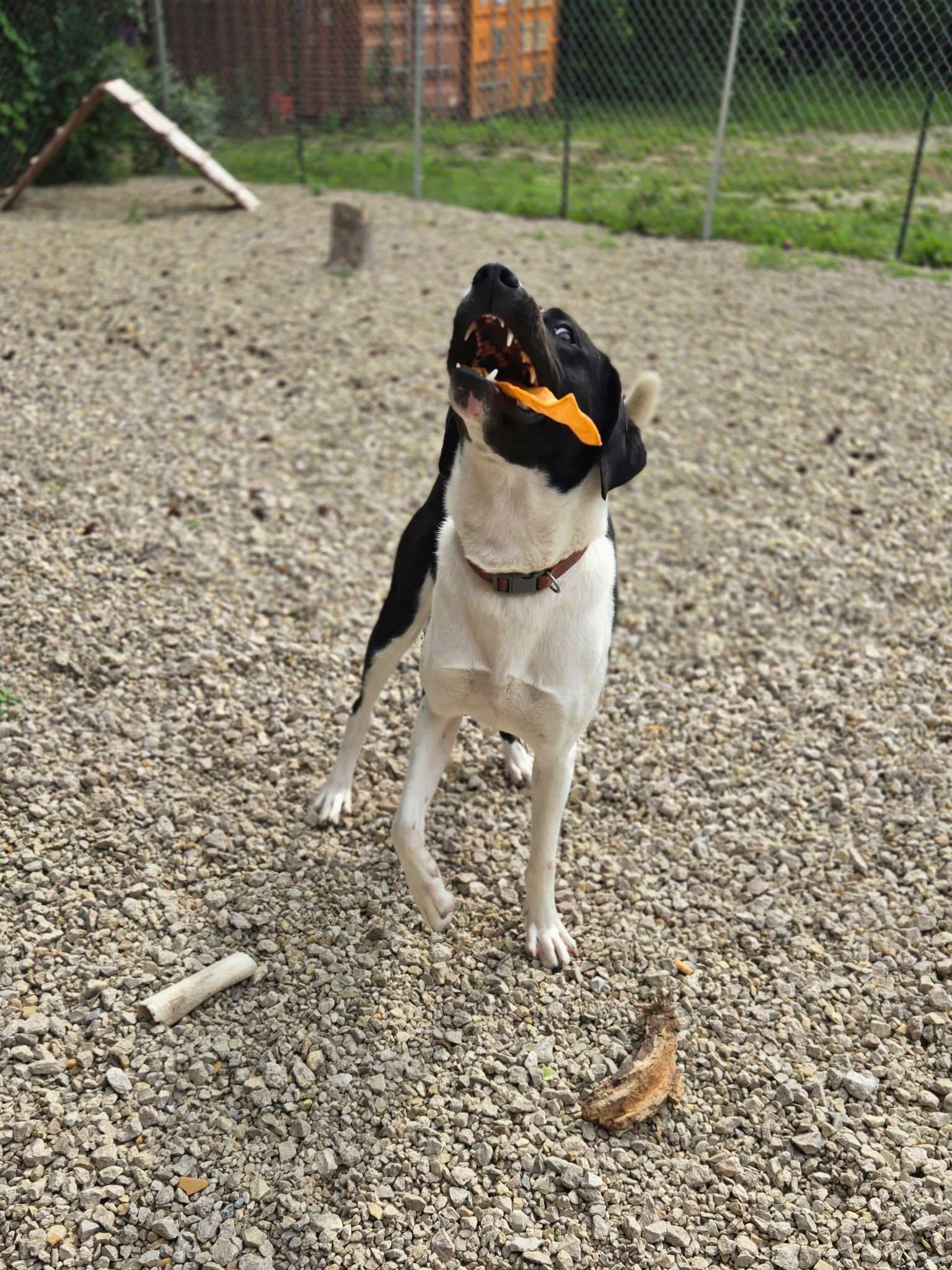 Baxter, a Adoptable mixed breed in Manhattan, KS image 5/6
