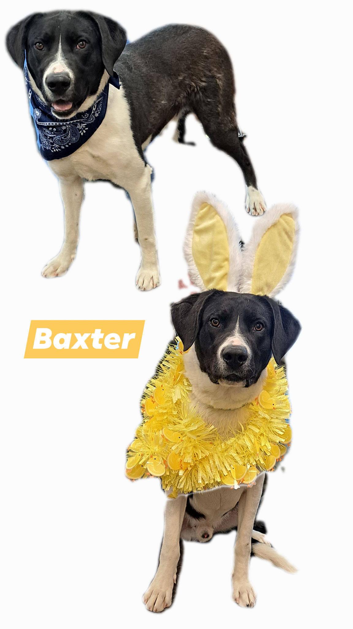 Baxter, a Adoptable mixed breed in Manhattan, KS image 2/6