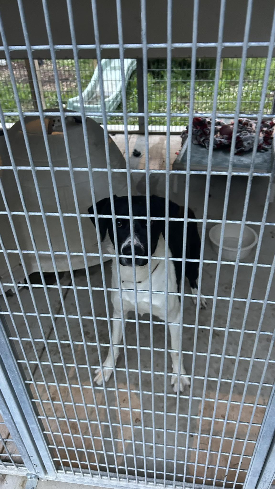 Baxter, a Adoptable mixed breed in Manhattan, KS image 4/6