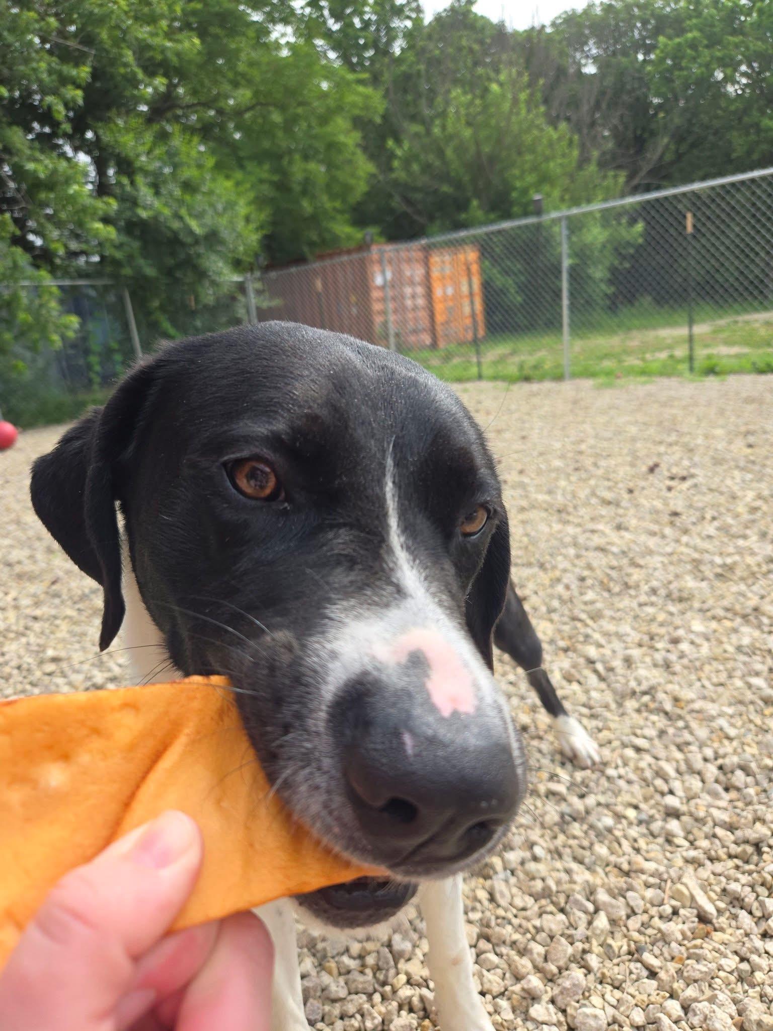 Baxter, a Adoptable mixed breed in Manhattan, KS image 6/6