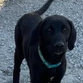 Buddy, Baby Male Black Labrador Retriever