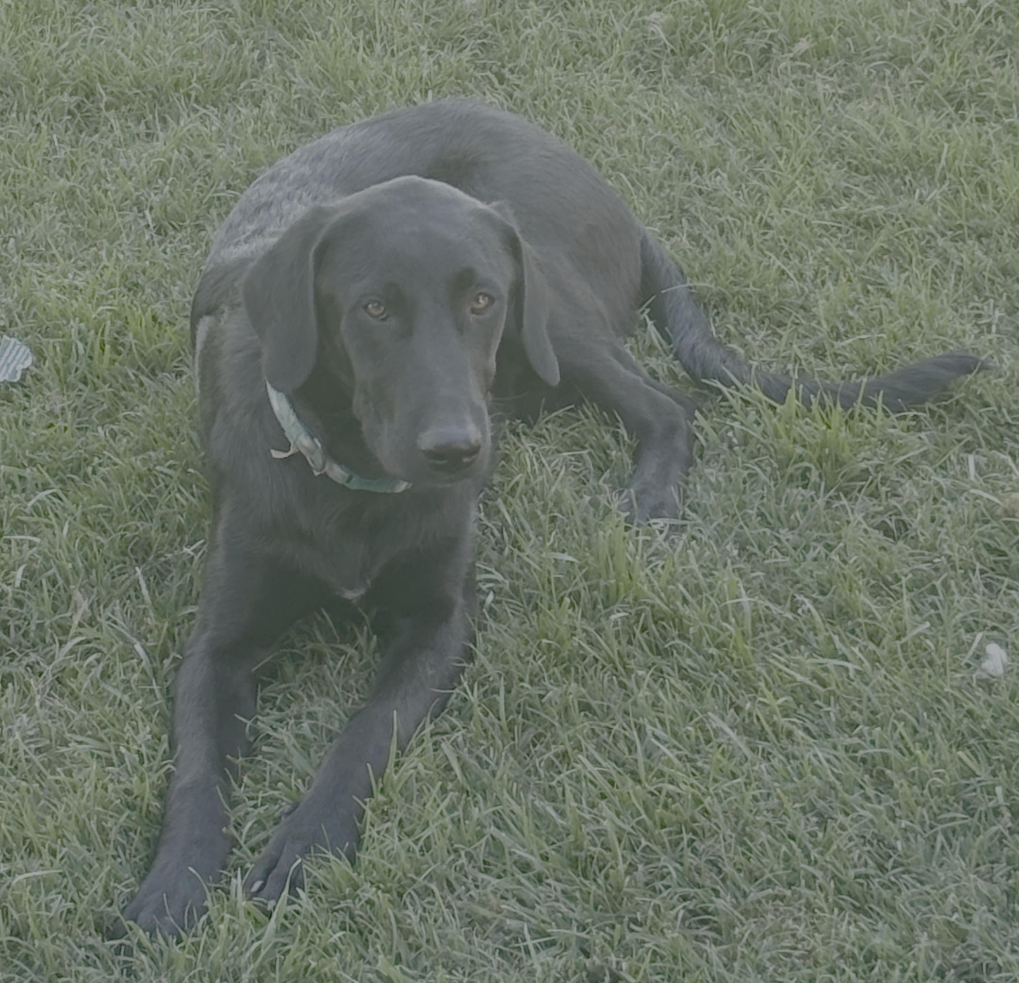 Buddy