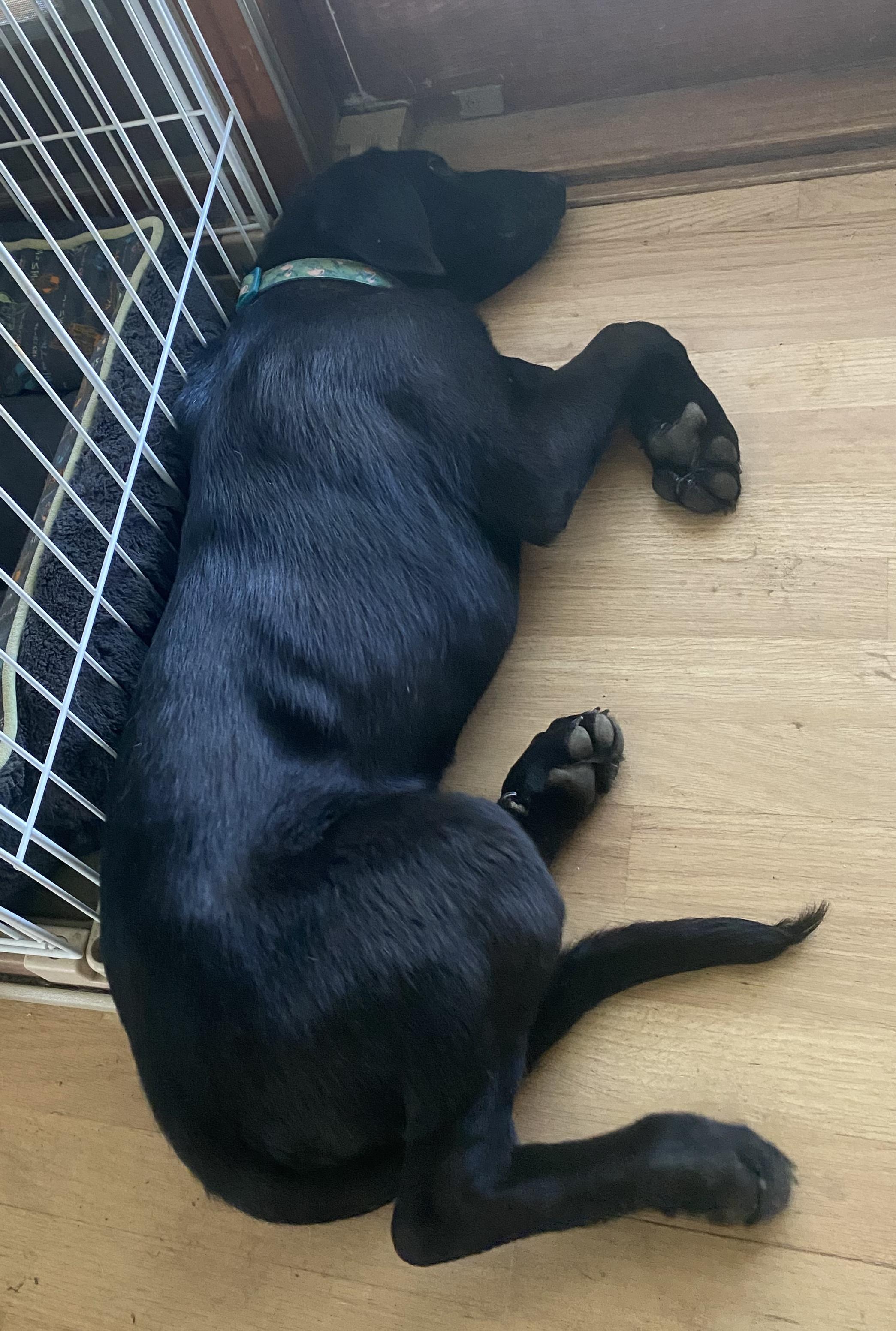 Buddy photo 2