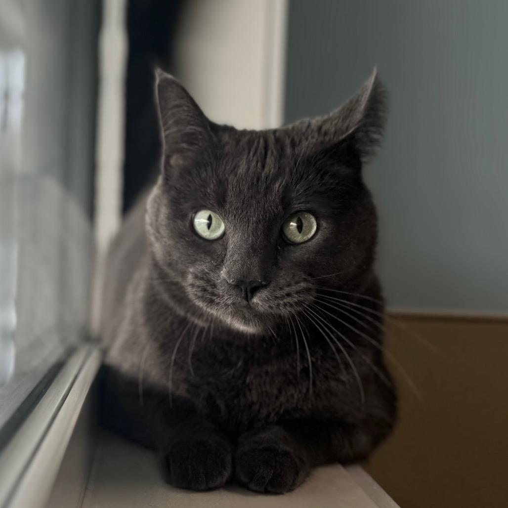 Waymon, Adoptable, Adult Male Domestic Short Hair.