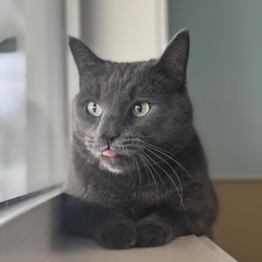 Waymon, a Adoptable Domestic Short Hair in Saskatoon, SK image 2/4