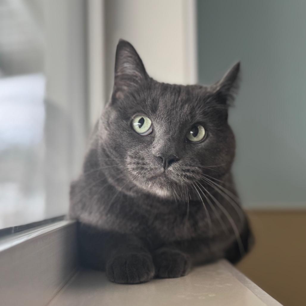 Waymon, a Adoptable Domestic Short Hair in Saskatoon, SK image 4/4