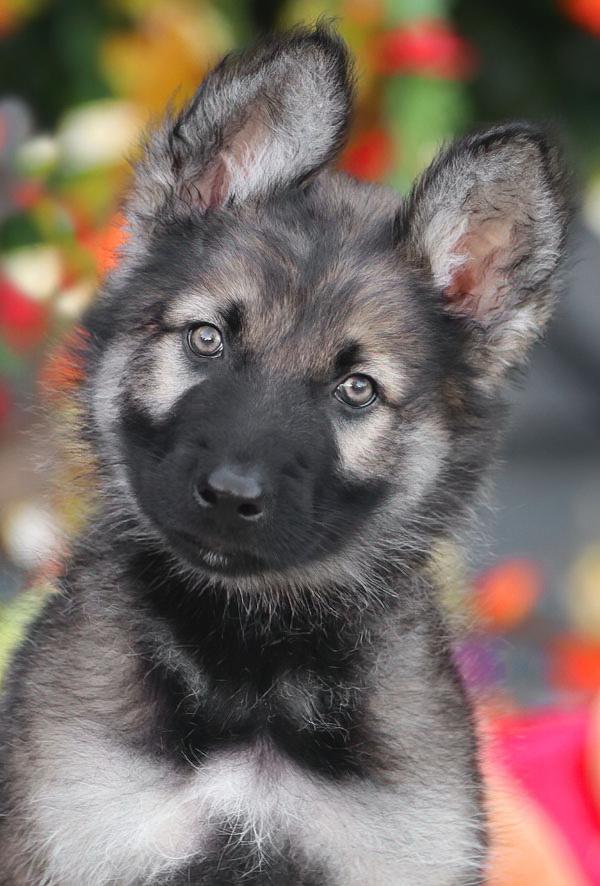 Jagger von Jasmine, Adopted, Puppy Male German Shepherd Dog.