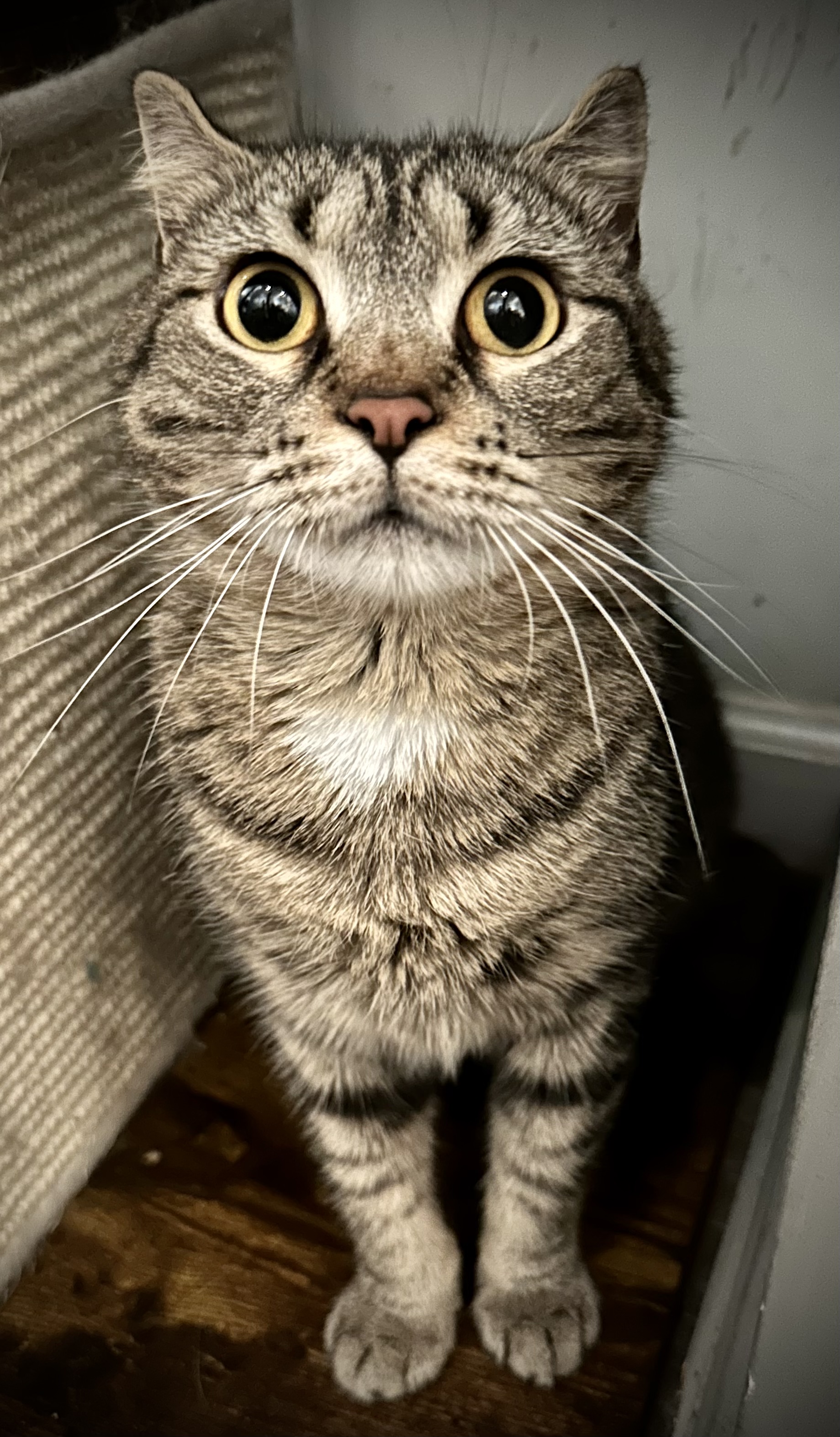 Lani, an adopted Tabby & American Curl Mix in Buffalo, NY_image-1