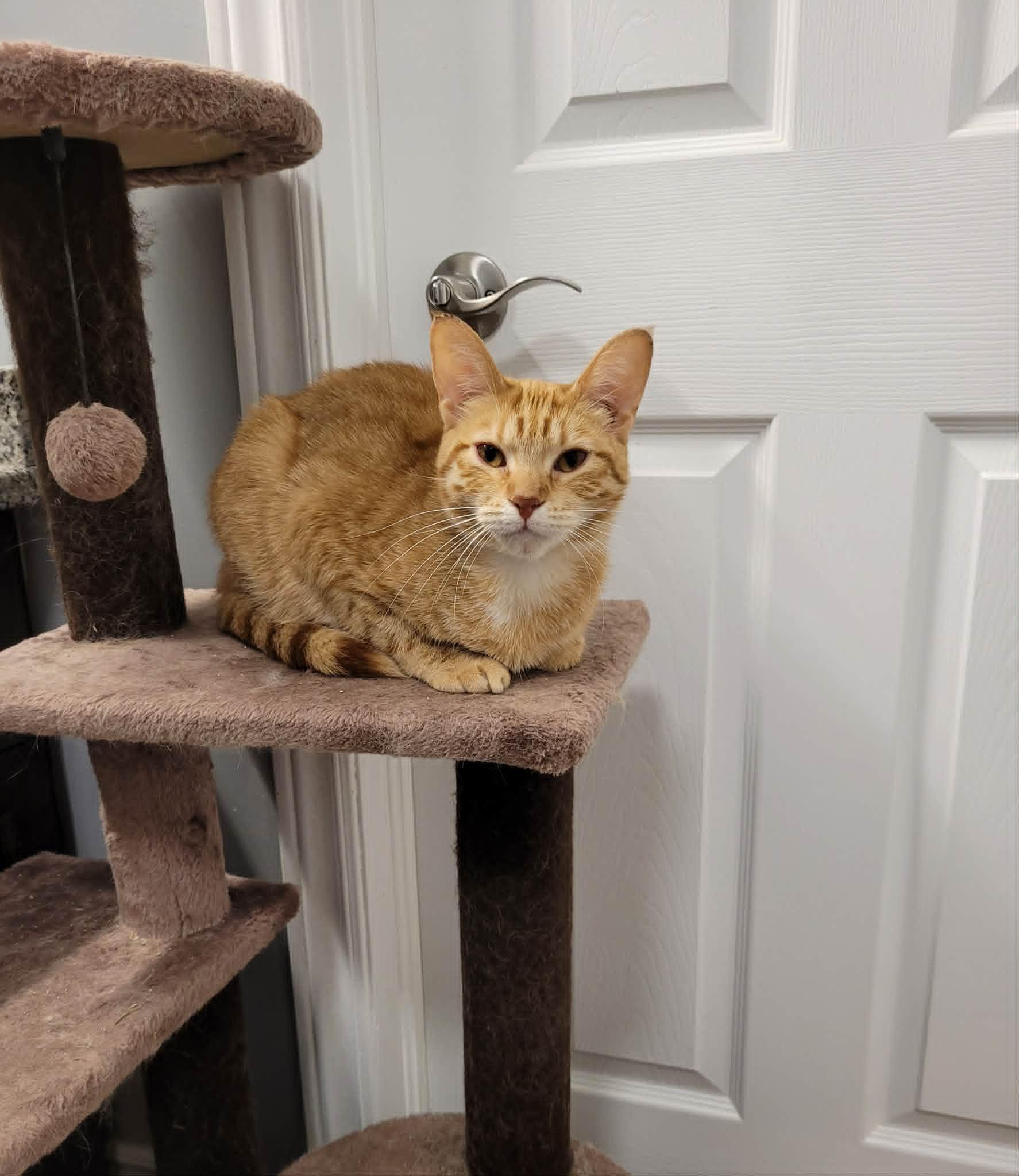 Enlarge TIFFANY, a ADOPTABLE Domestic Short Hair in Shakespeare, ON image 1/2