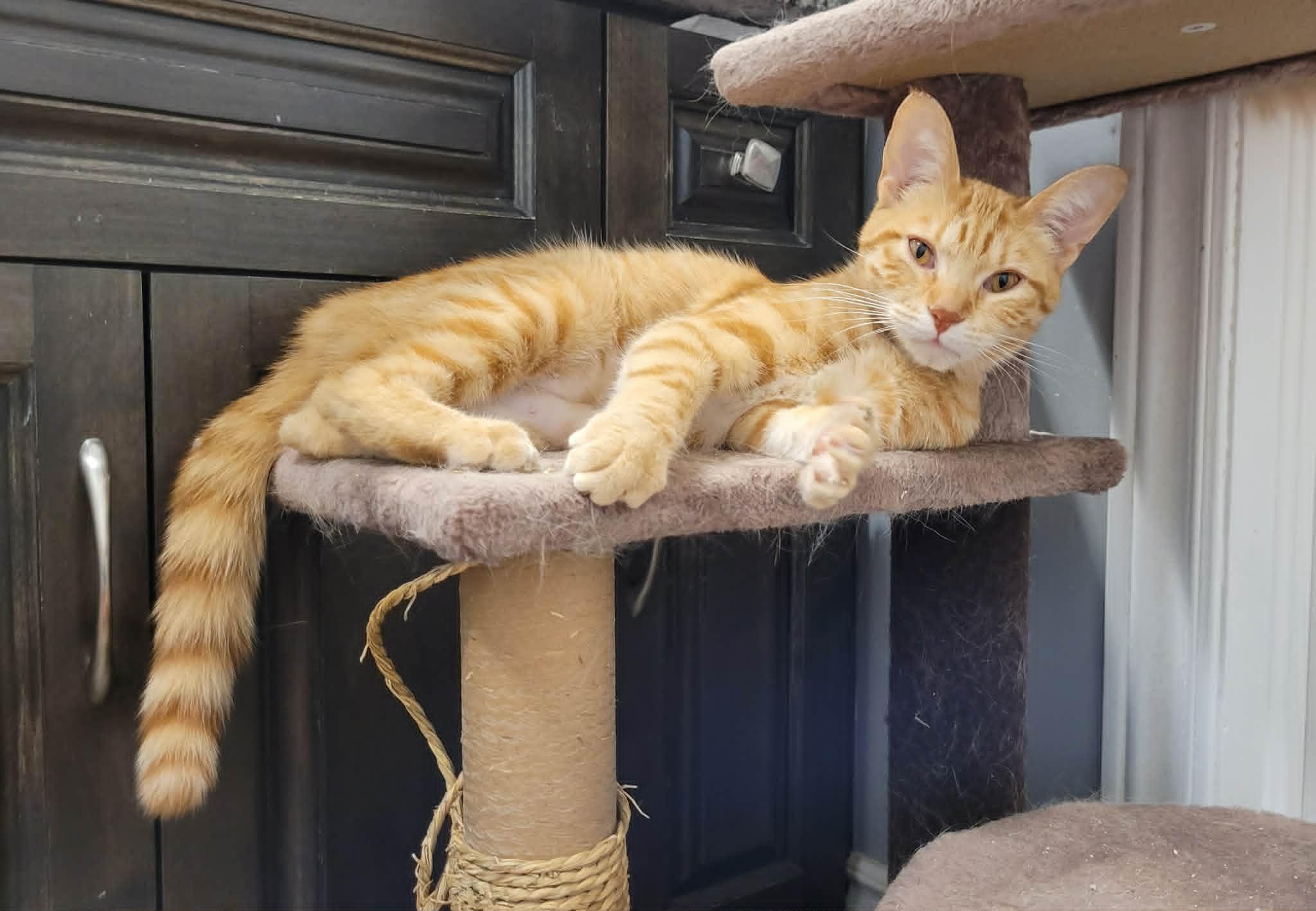 Enlarge TIFFANY, a ADOPTABLE Domestic Short Hair in Shakespeare, ON image 2/2