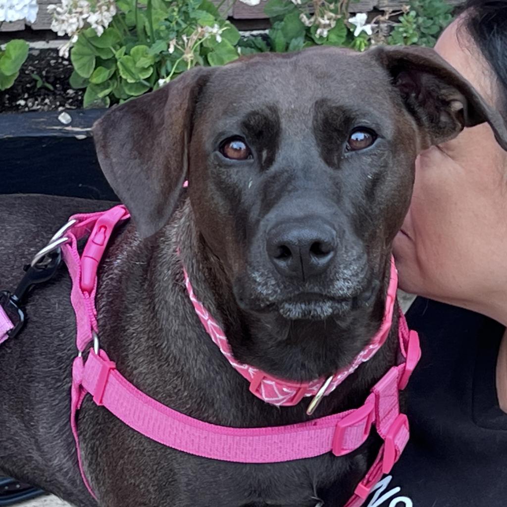 Stella Rose, Adoptable, Adult Female Black Labrador Retriever.