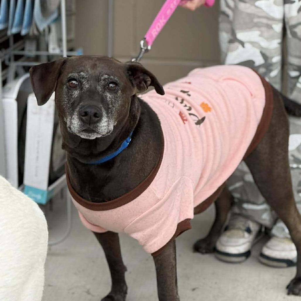 Enlarge Stella Rose, a Adoptable mixed breed in Joliet, IL image 1/6