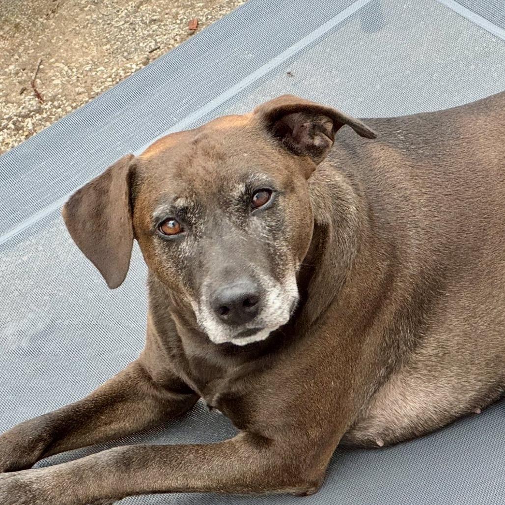 Enlarge Stella Rose, a Adoptable mixed breed in Joliet, IL image 2/6