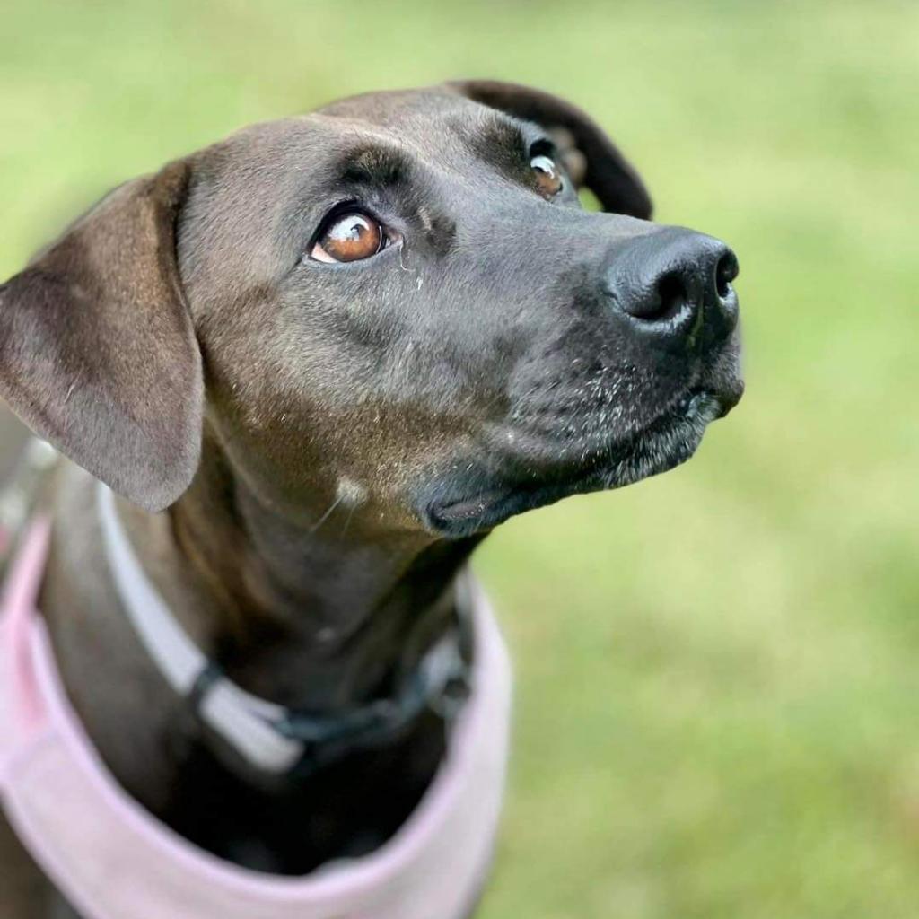 Stella Rose, a Adoptable mixed breed in Joliet, IL image 1/6