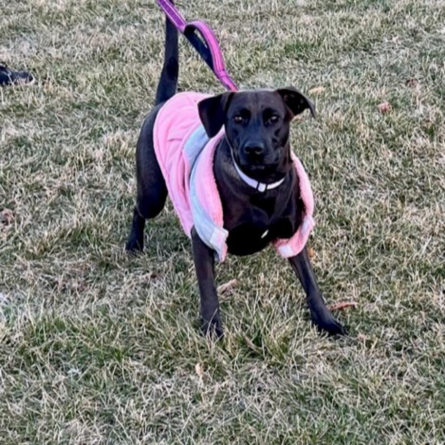 Stella Rose, a Adoptable mixed breed in Joliet, IL image 2/6