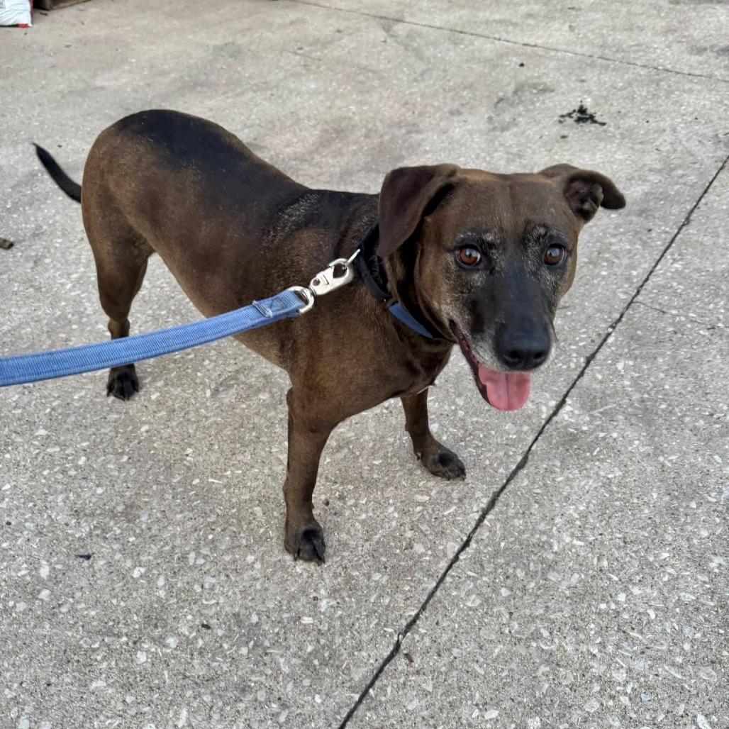 Enlarge Stella Rose, a Adoptable mixed breed in Joliet, IL image 3/6