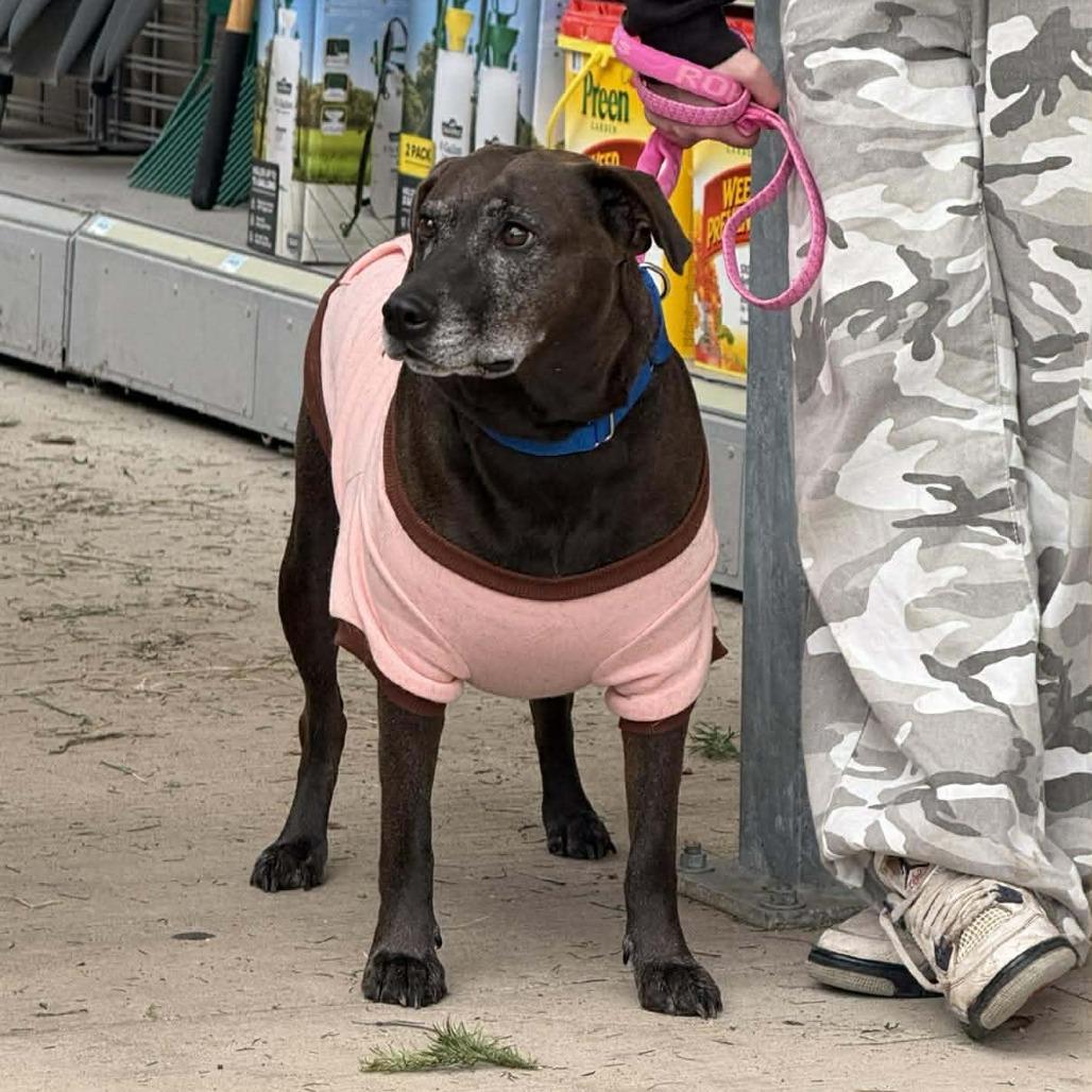 Enlarge Stella Rose, a Adoptable mixed breed in Joliet, IL image 4/6
