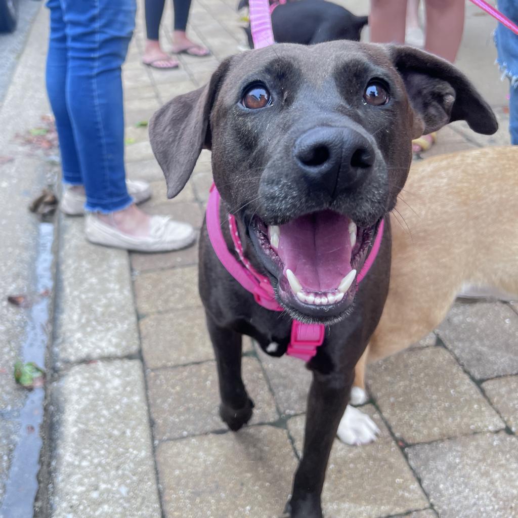 Stella Rose, a Adoptable mixed breed in Joliet, IL image 3/6