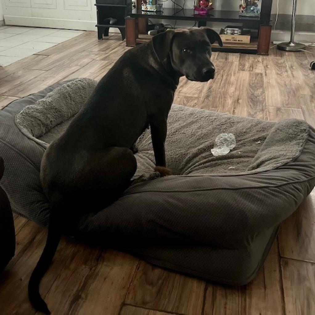 Stella Rose, a Adoptable mixed breed in Joliet, IL image 4/6