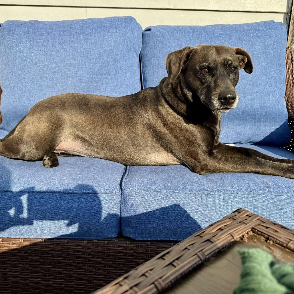 Enlarge Stella Rose, a Adoptable mixed breed in Joliet, IL image 5/6