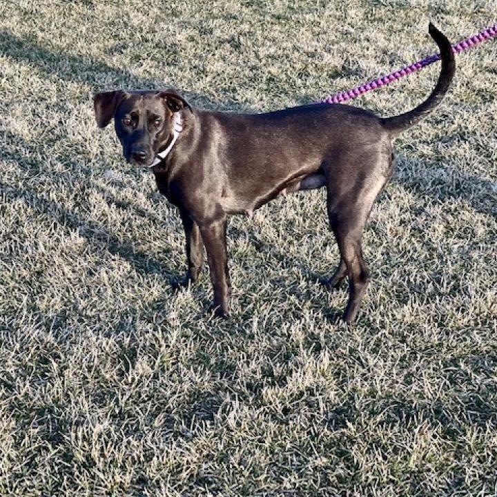 Stella Rose, a Adoptable mixed breed in Joliet, IL image 6/6