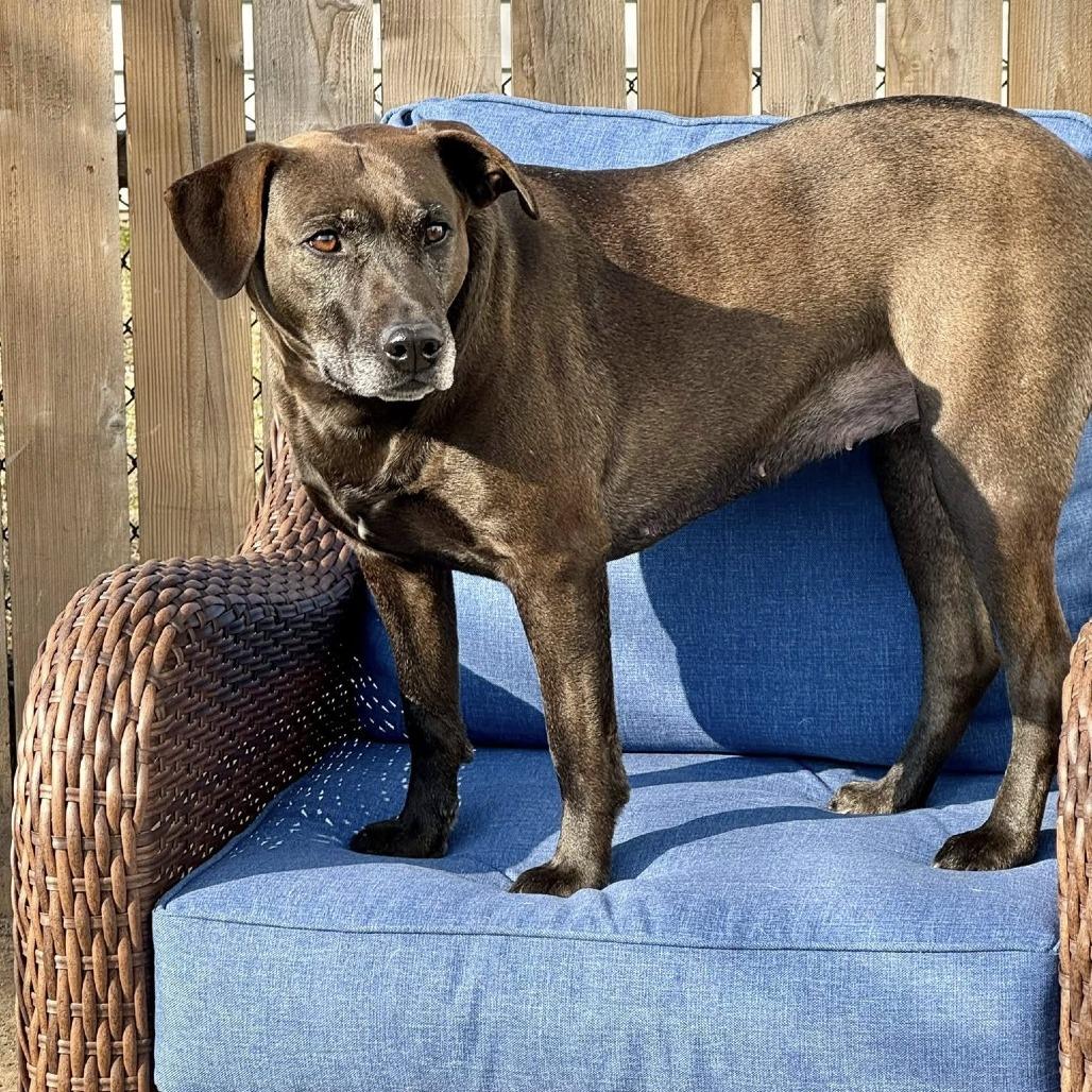 Enlarge Stella Rose, a Adoptable mixed breed in Joliet, IL image 6/6