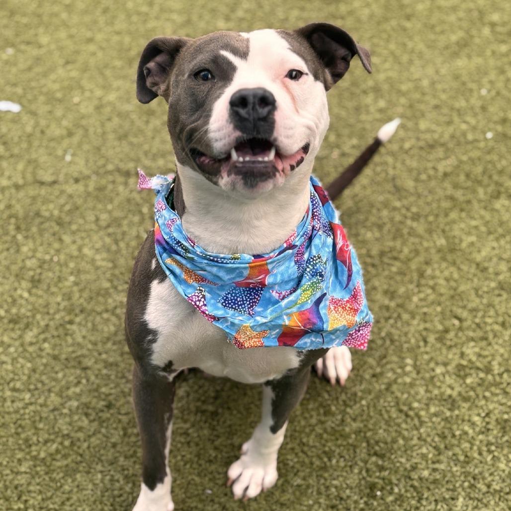 Betty Crocker, Adoptable, Adult Female Pit Bull Terrier.