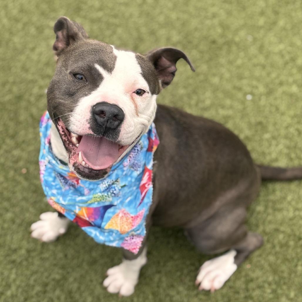 Enlarge Betty Crocker, a Adoptable Pit Bull Terrier in Greensboro, NC image 2/6