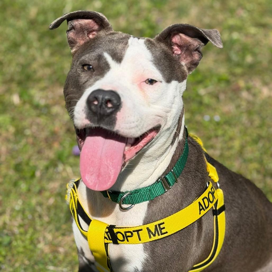 Enlarge Betty Crocker, a Adoptable Pit Bull Terrier in Greensboro, NC image 3/6