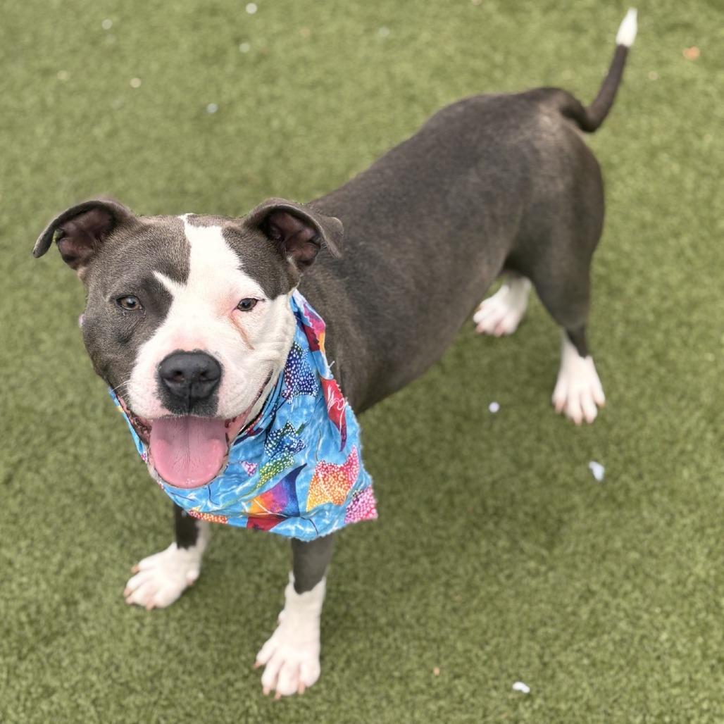 Enlarge Betty Crocker, a Adoptable Pit Bull Terrier in Greensboro, NC image 4/6