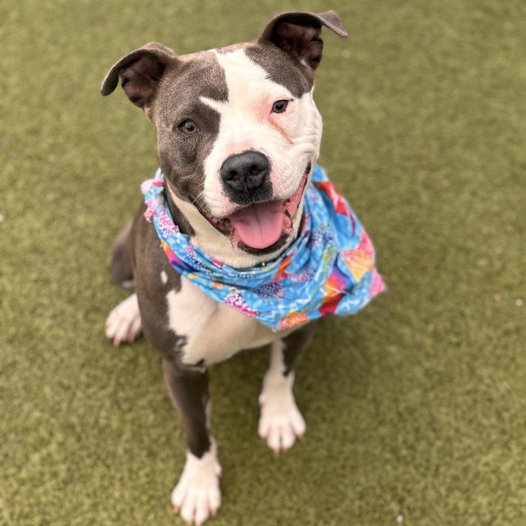 Enlarge Betty Crocker, a Adoptable Pit Bull Terrier in Greensboro, NC image 5/6