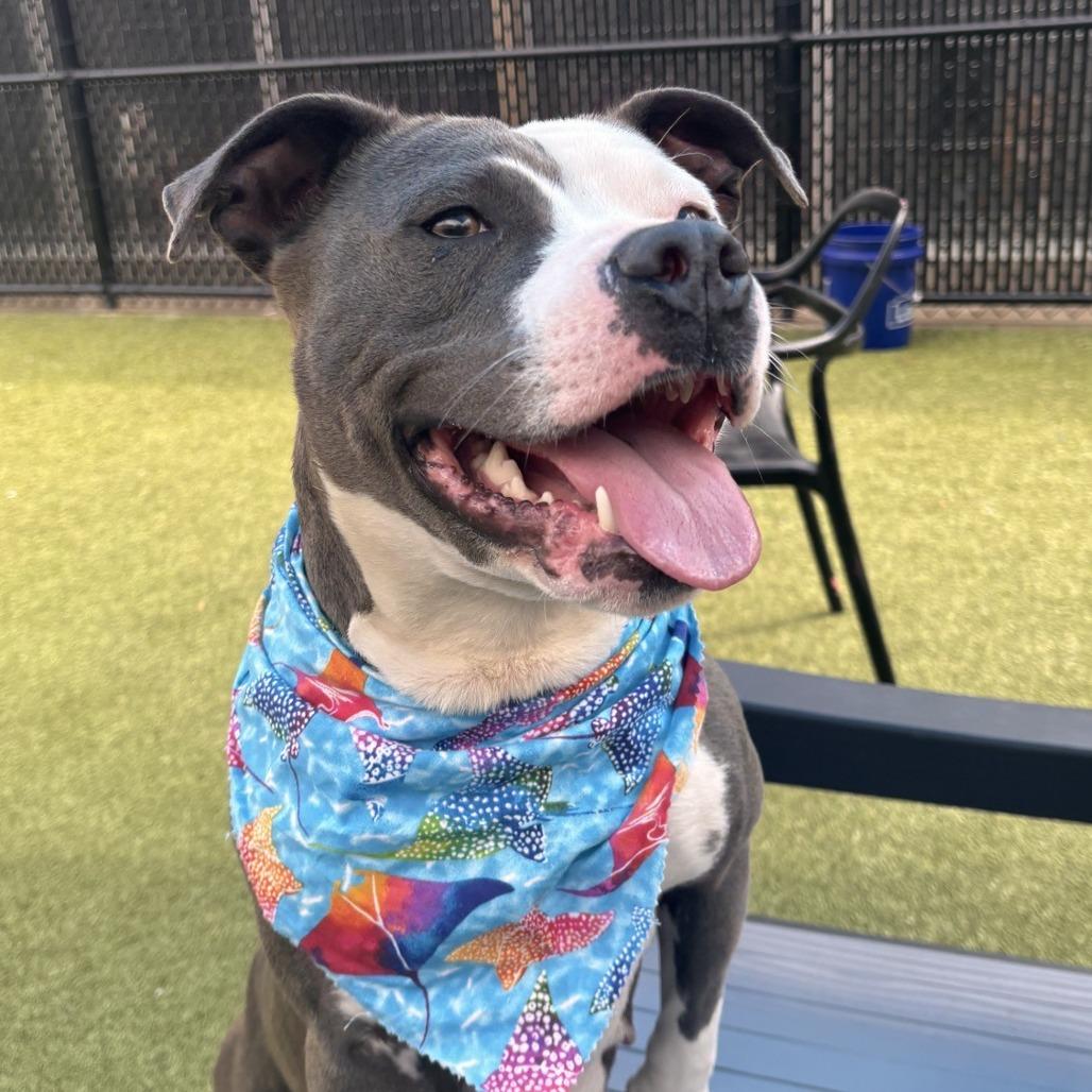 Enlarge Betty Crocker, a Adoptable Pit Bull Terrier in Greensboro, NC image 6/6