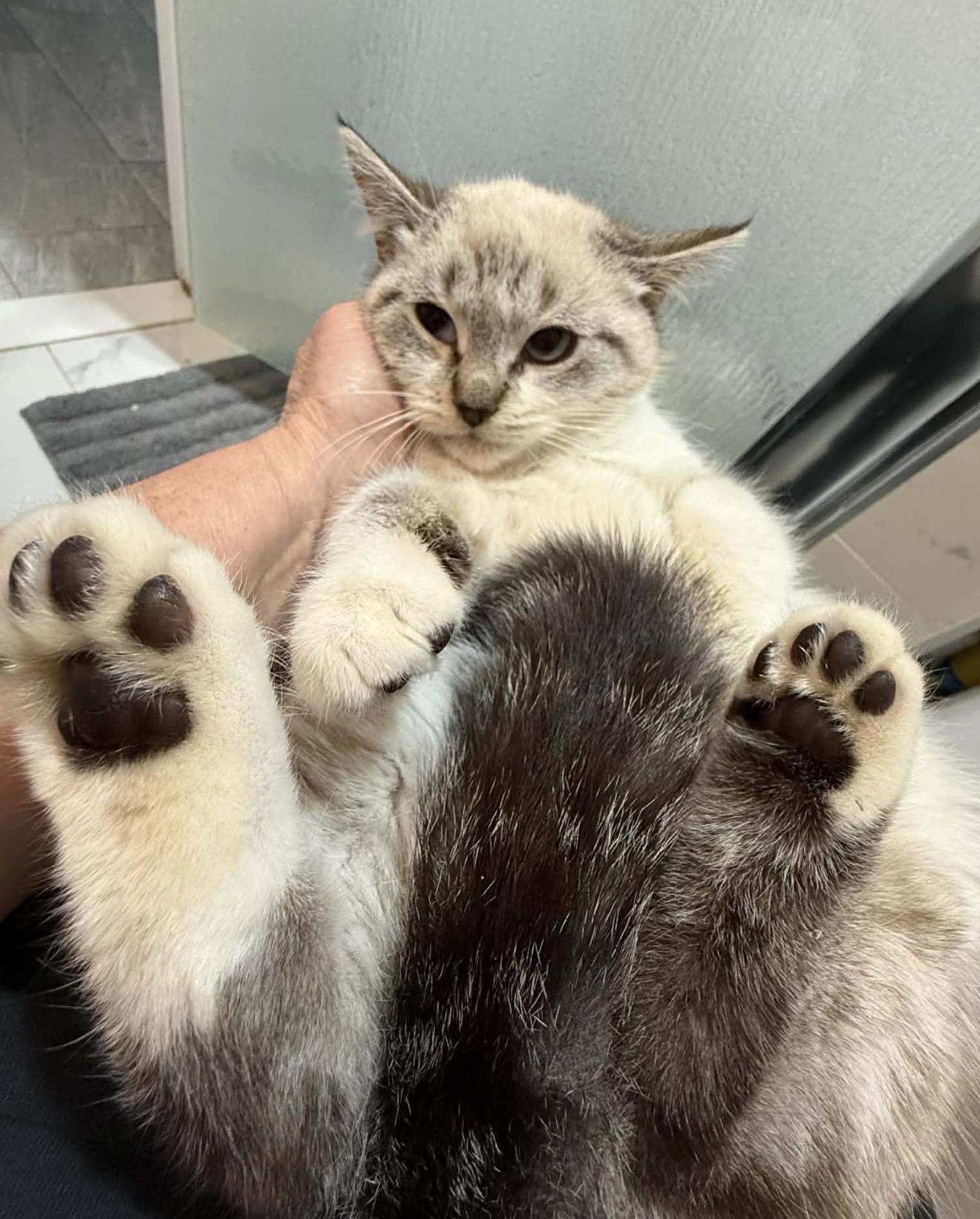 Jingle and Bells, an adopted mixed breed in Staten Island, NY image 6/6