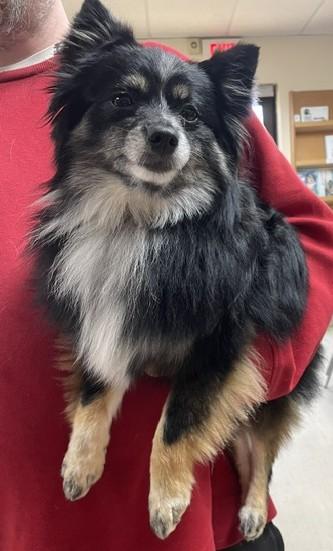 Nova, adopted, Adult Female Pomeranian.