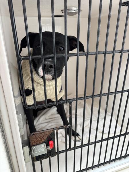 Baby Girl, Adoptable, Adult Female Pit Bull Terrier & Labrador Retriever.