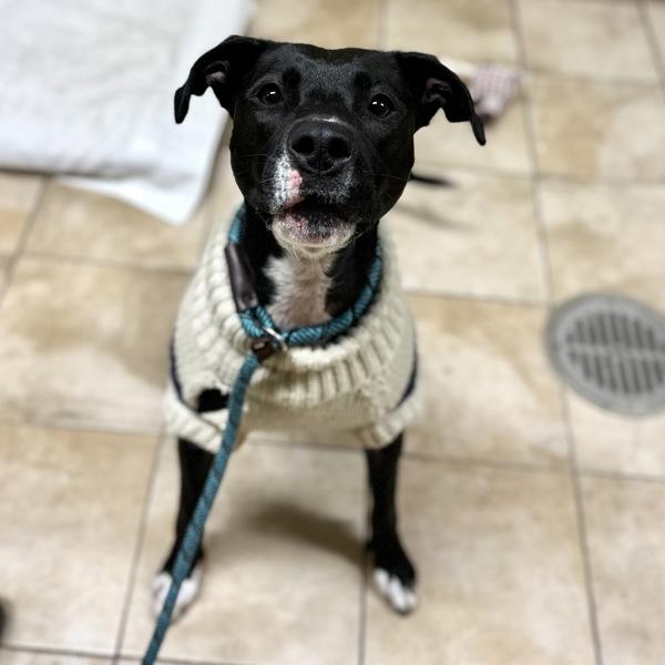 Enlarge Baby Girl, a Adoptable mixed breed in Troutdale, OR image 2/2