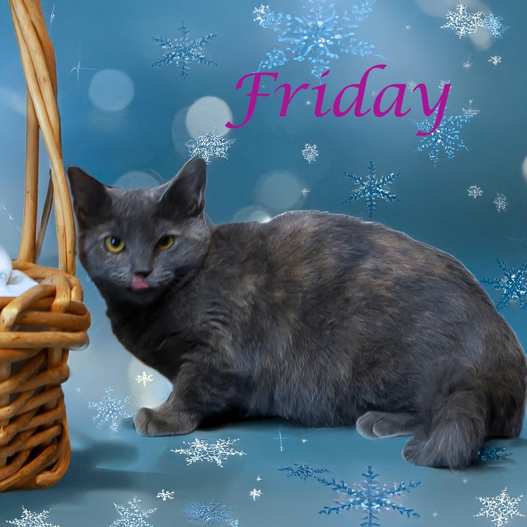 Enlarge Friday C24-268, a Adoptable Domestic Short Hair in Lebanon, TN image 1/6