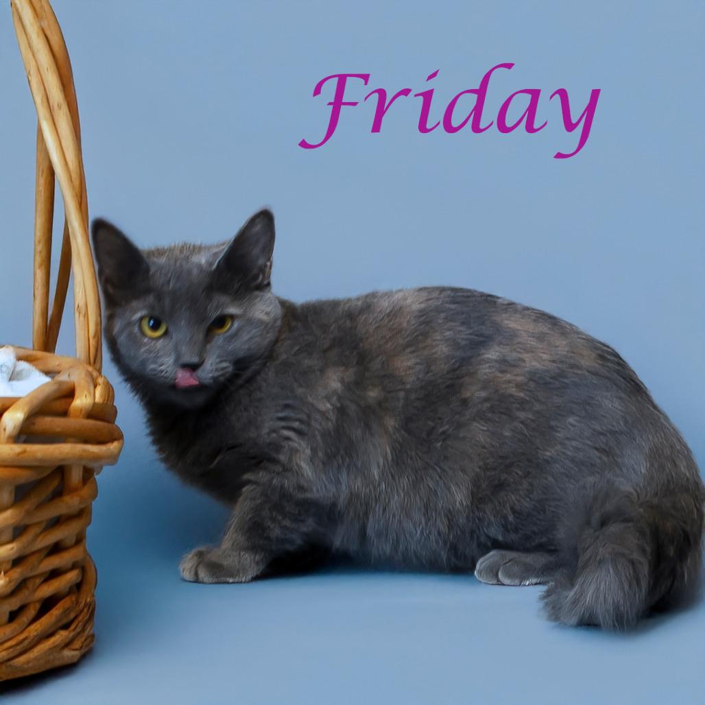 Enlarge Friday C24-268, a Adoptable Domestic Short Hair in Lebanon, TN image 2/6